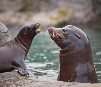 sea lion, sea creatures, water