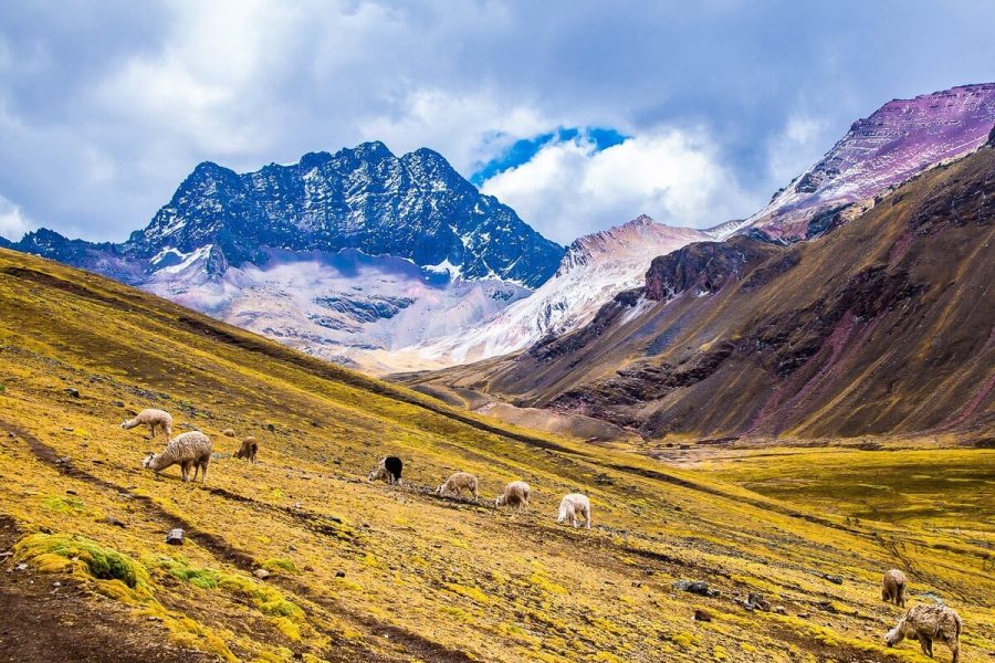 CUSCO D6-1